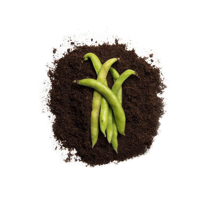 Organic Super Aquadulce Broad Bean Seeds
