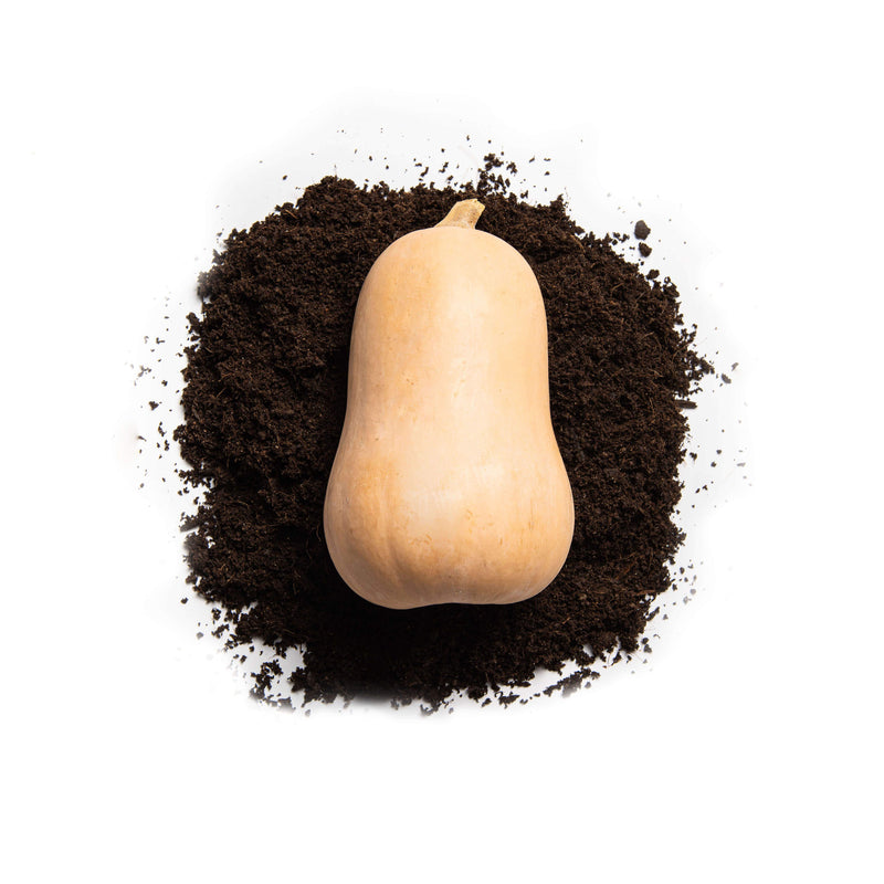 Organic Waltham Butternut Squash Seeds
