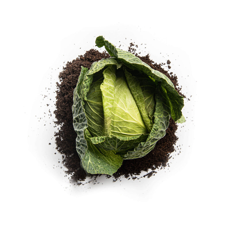 Organic Enkhuizen Glory Cabbage Seeds