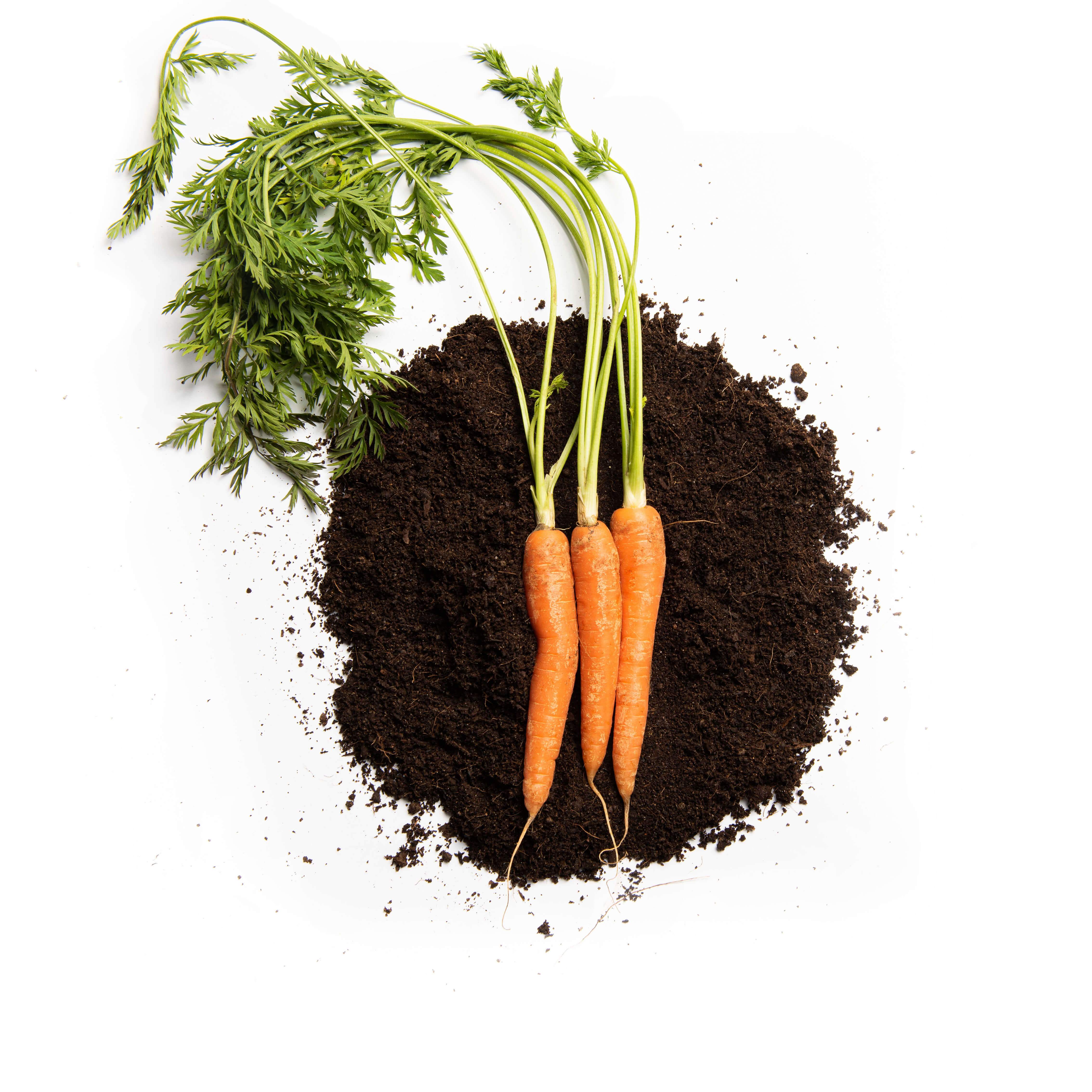 Organic Nantes Carrot Seeds