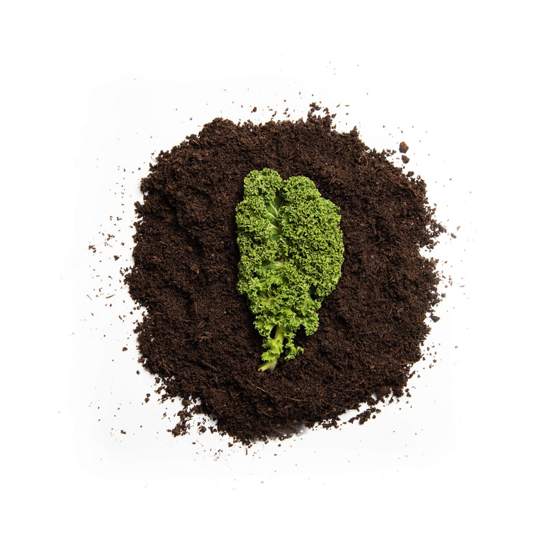 Organic Westland Winter Kale Seeds