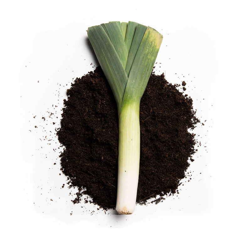 Organic Atlanta Leek Seeds