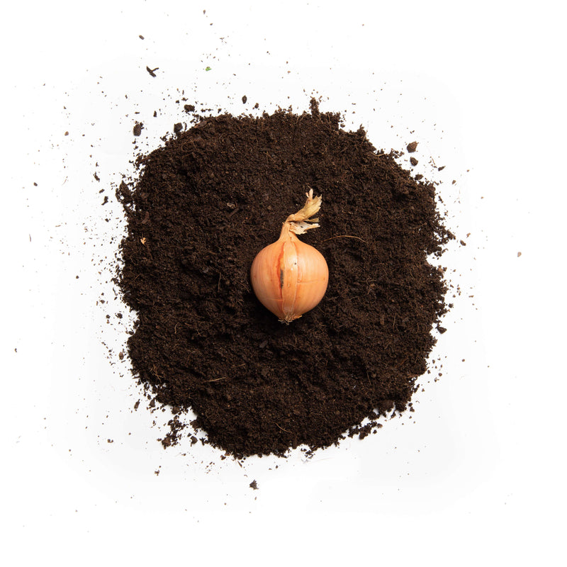 Organic Sturon Onion Seeds