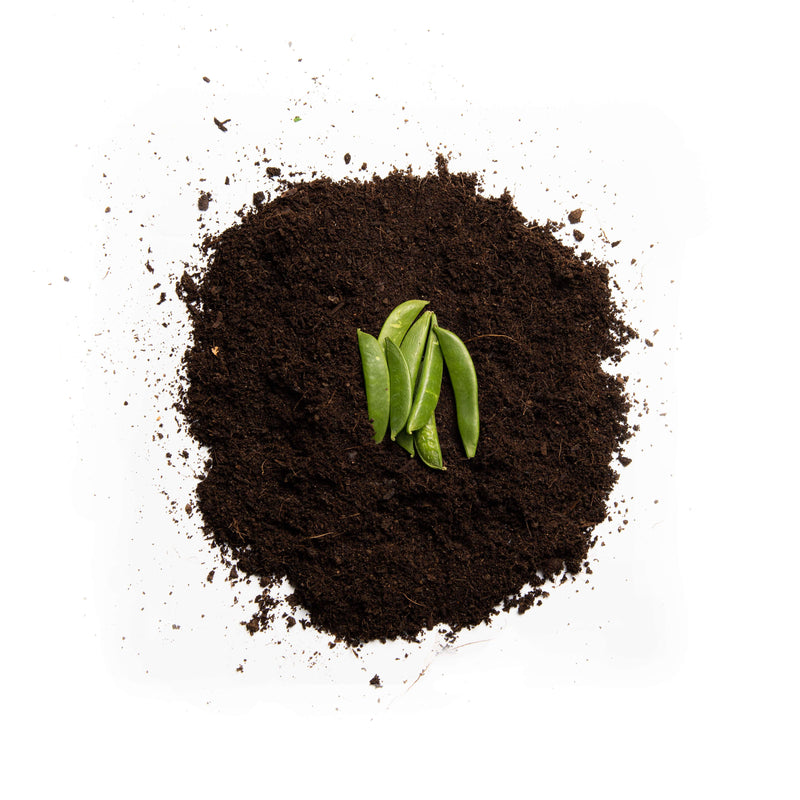 Organic Kelvedon Wonder Pea Seeds