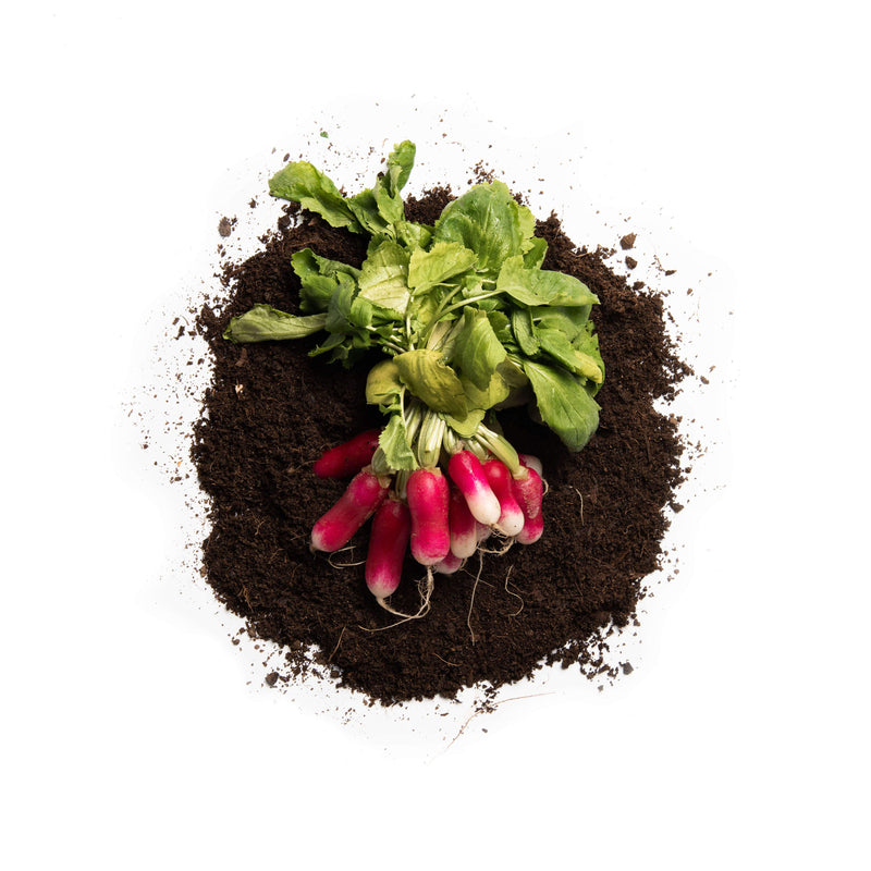 Organic French Breakfast Radish Seeds