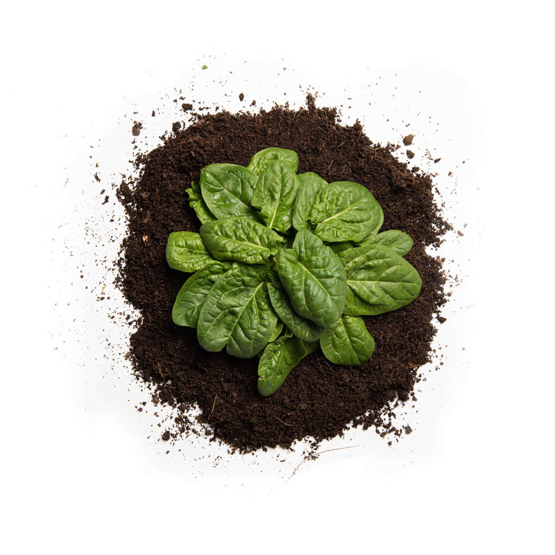 Organic Matador Spinach Seeds