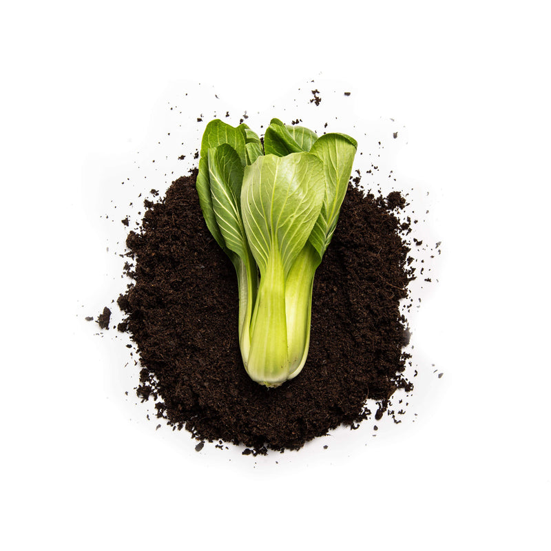 Organic Tatsoi Pak Choi Seeds